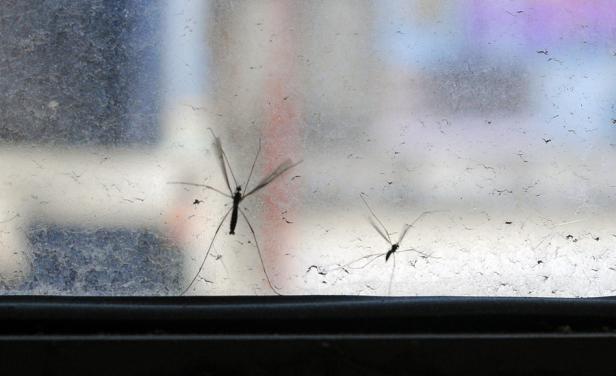 Mosquitos resistentes